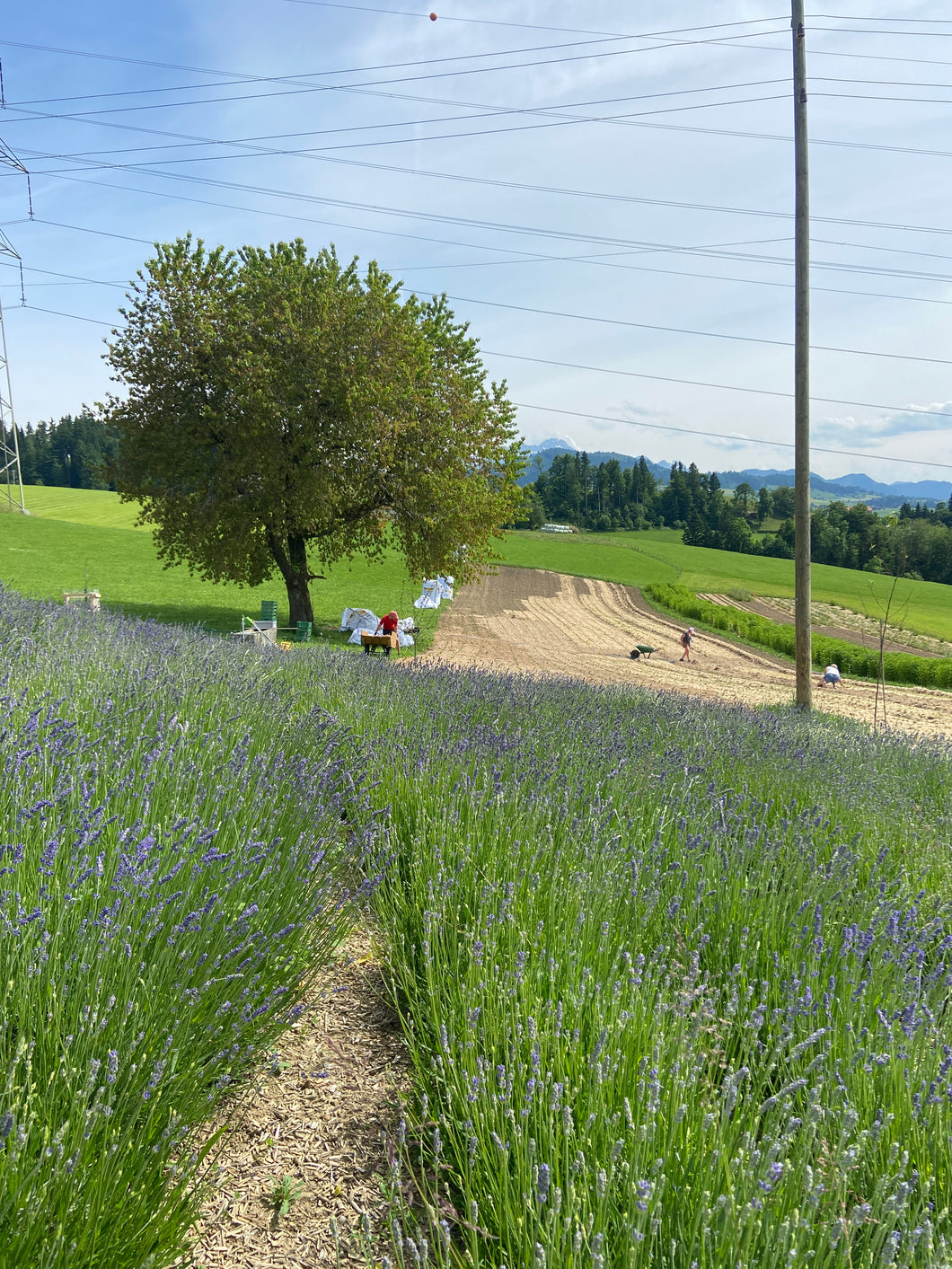 LAVENDELFELD